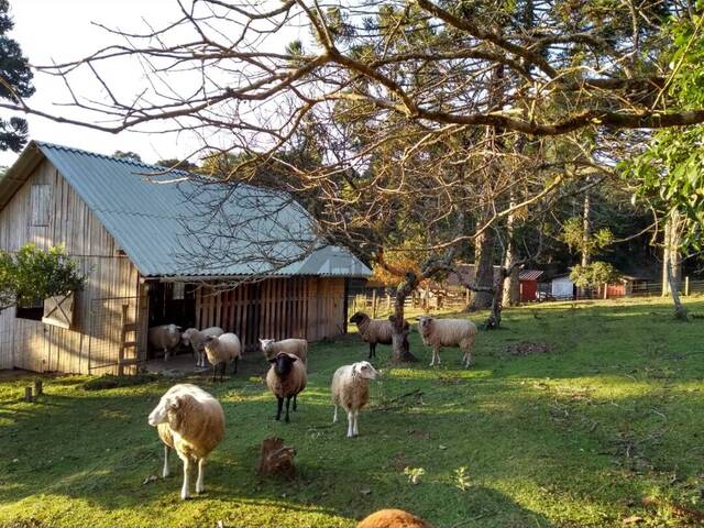 #104 - Chácara para Venda em São Bento do Sul - SC